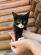 VELARIS, Katze, Europäisch Kurzhaar in München