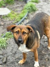 KEYLA, Hund, Mischlingshund in Bulgarien