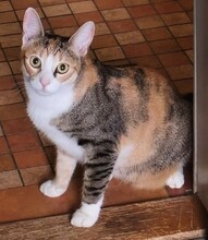 LOLA, Katze, Europäisch Kurzhaar in Berlin