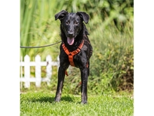 MARIE, Hund, Mischlingshund in Adelsdorf
