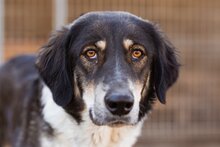 FEYRA, Hund, Mischlingshund in Kroatien