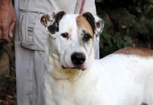 ARGO, Hund, Mischlingshund in Italien