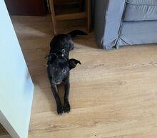 TIANA, Hund, Mischlingshund in Berlin
