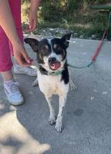 INNA, Hund, Mischlingshund in Marktredwitz