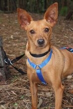 SHORTY, Hund, Mischlingshund in Portugal