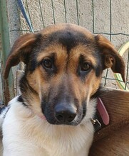 MELA, Hund, Mischlingshund in Denzlingen