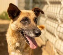 FLAVIA, Hund, Mischlingshund in Rumänien