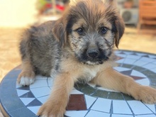 ELKORO, Hund, Mischlingshund in Griechenland