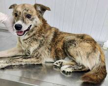 SIMBA, Hund, Mischlingshund in Rumänien