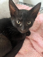 CLEO, Katze, Hauskatze in Rumänien