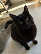 CODY, Katze, Hauskatze in Rumänien