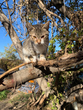 ARCHIE, Katze, Hauskatze in Rumänien