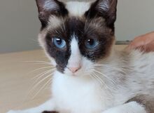 LILU, Katze, Snowshoes-Siam-Mix in Worms