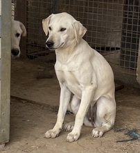 NAOMI, Hund, Mischlingshund in Ungarn
