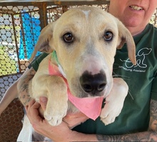 NIKITA, Hund, Mischlingshund in Ungarn