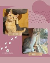 AMIGO, Katze, Europäisch Kurzhaar in Bulgarien