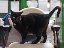 COFFEE, Katze, Europäisch Kurzhaar in Hamburg
