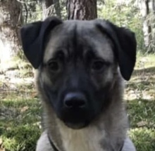 KIRIN, Hund, Mischlingshund in Kulmbach