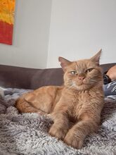 PAPRIKA, Katze, Britisch Kurzhaar-Mix in Köln