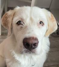 MERLINO, Hund, Mischlingshund in Offstein