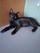 BAGHIRA, Katze, Hauskatze in Bulgarien