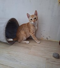 BALOO, Katze, Hauskatze in Bulgarien