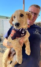 LABTACS, Hund, Mischlingshund in Kerpen