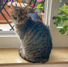 TATTOO, Katze, Europäisch Kurzhaar in Potsdam