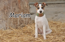 MARIAM, Hund, Mischlingshund in Essingen