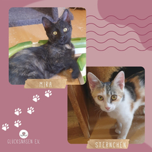 STERNCHEN, Katze, Europäisch Kurzhaar in Bulgarien