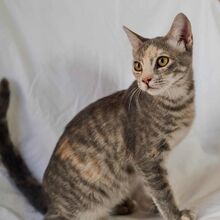 JAI, Katze, Europäisch Kurzhaar in Vaterstetten