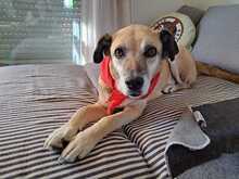 JOPP, Hund, Mischlingshund in Neufarn