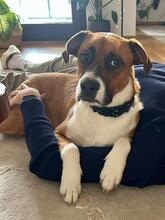 MISTERBERCI, Hund, Mischlingshund in München