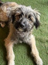 INA, Hund, Mischlingshund in Rumänien