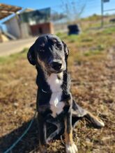 STELLA, Hund, Mischlingshund in Rumänien