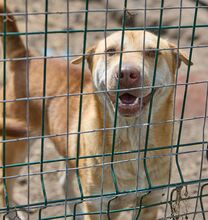 SIMBA, Hund, Mischlingshund in Drage