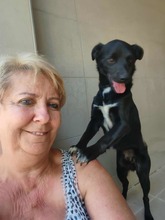 FLOKI2, Hund, Mischlingshund in Erlangen