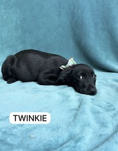TWINKIE, Hund, Mischlingshund in Seelze