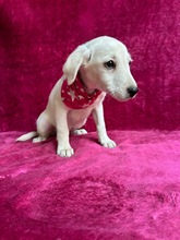 KATJES, Hund, Mischlingshund in Seelze