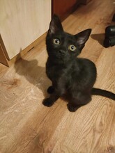 AMY, Katze, Hauskatze in Bulgarien