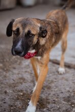 LISA, Hund, Mischlingshund in Kroatien