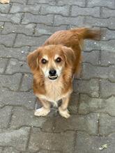 CROCHITA, Hund, Mischlingshund in Bremen