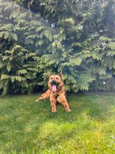 MAXI, Hund, Mischlingshund in Dürmentingen