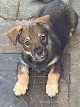 VASILE, Hund, Mischlingshund in Ratingen