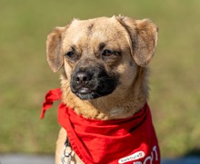 COSTEL, Hund, Mischlingshund in Hohenstein