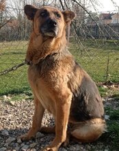 VUCICA, Hund, Deutscher Schäferhund-Mix in Kroatien