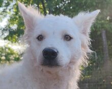 JODY, Hund, Mischlingshund in Kroatien