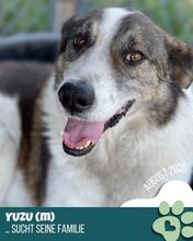 YUZU, Hund, Mischlingshund in Rumänien