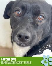 LITCHI, Hund, Mischlingshund in Rumänien