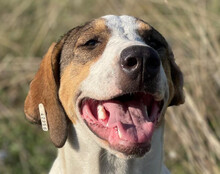 NALA, Hund, Herdenschutzhund-Mix in Kroatien